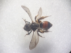 Andrena labiata