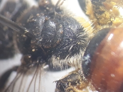 Andrena labiata
