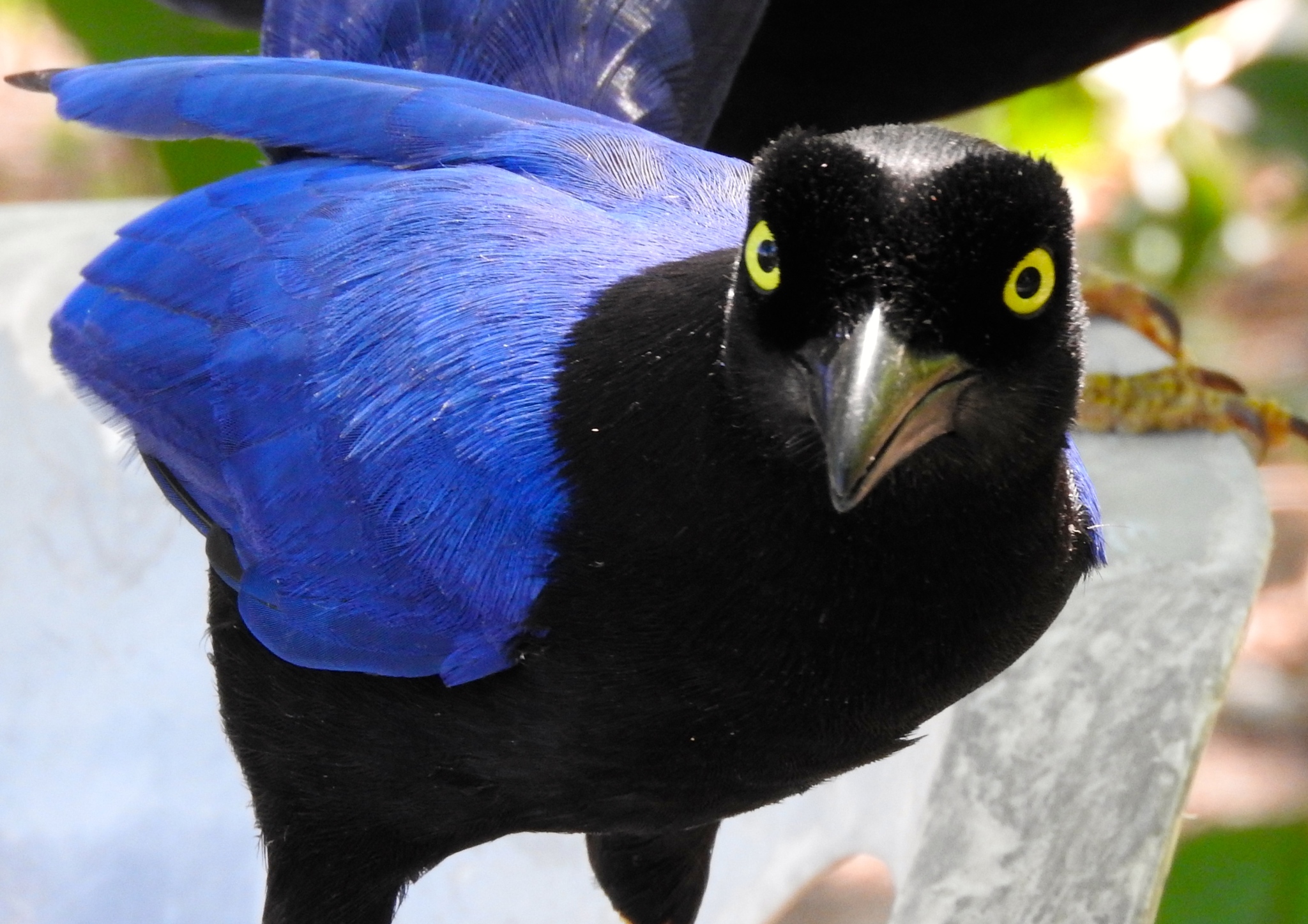 Purplish-backed Jay illustration