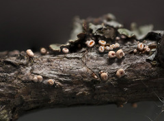 Lachnellula occidentalis
