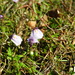 Utricularia dichotoma novae-zelandiae - Photo (c) Santiago Martín-Bravo, algunos derechos reservados (CC BY), subido por Santiago Martín-Bravo