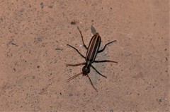 Psalydolytta lorigera