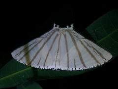 Urapteroides astheniata