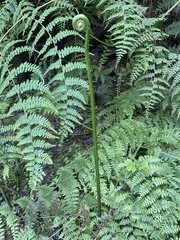 Dennstaedtia scandens