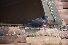 Columba livia domestica