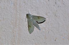 Hippotion roseipennis