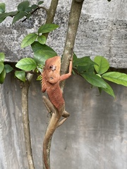 Calotes versicolor
