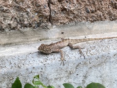 Calotes versicolor