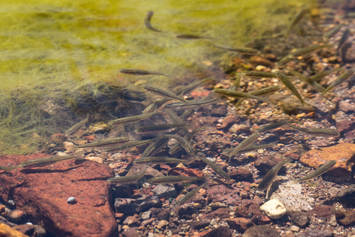 Roundnose minnow (Dionda episcopa) — Cyprinidae — 4
