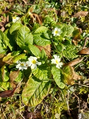 Primula vulgaris