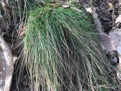 Festuca flavescens