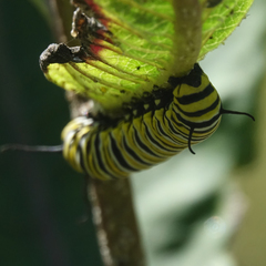 Danaus plexippus