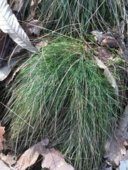 Festuca flavescens