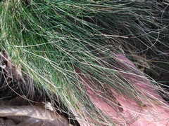 Festuca flavescens