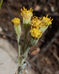 Senecio pauciflosculosus