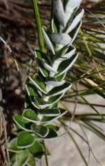 Senecio pauciflosculosus