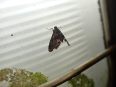 Cryptocosma perlalis