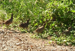 Callipepla douglasii