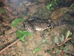 Leptodactylus validus