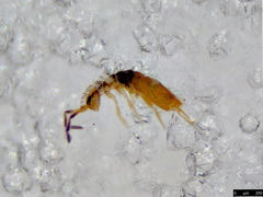 Entomobrya nigrocincta