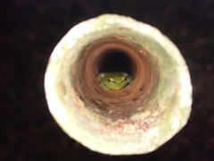 Sphaenorhynchus lacteus