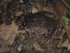 Leptodactylus validus