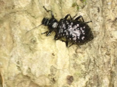 Phymatestes tuberculatus