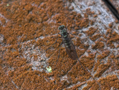 Liancalus virens