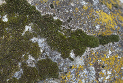 Grimmia muehlenbeckii