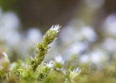 Racomitrium microcarpon
