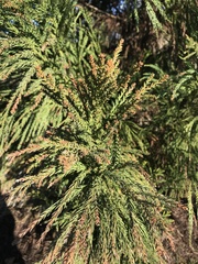 Cryptomeria