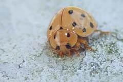 Harmonia sedecimnotata