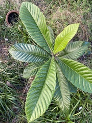 Angiospermae