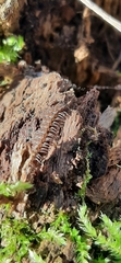 Polydesmus