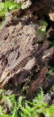 Polydesmus