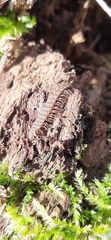 Polydesmus