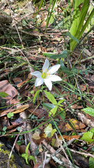 Zephyranthes atamasco