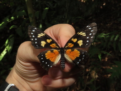 Chlosyne narva bonpland