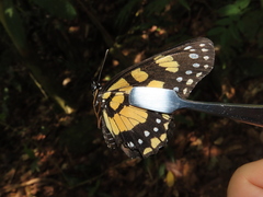 Chlosyne narva bonpland