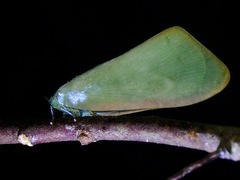 Nephesa truncaticornis