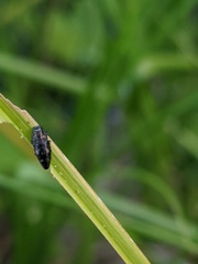 Taphrocerus