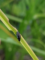 Taphrocerus