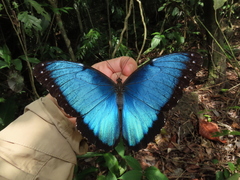 Morpho helenor peleides