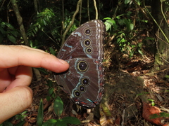 Morpho helenor peleides