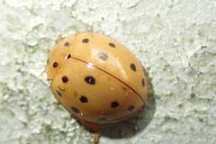Harmonia sedecimnotata