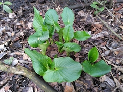 Arum maculatum