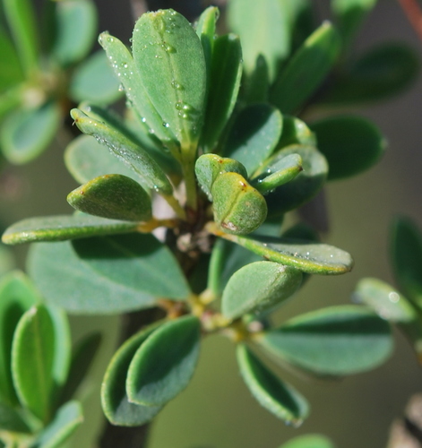 Image of Indigofera denudata by (c) Charles Stirton, some rights reserved (CC BY-SA)