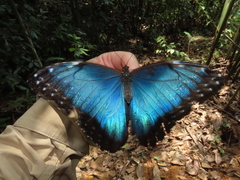 Morpho helenor peleides