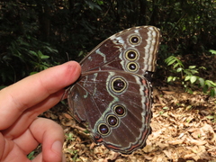 Morpho helenor peleides