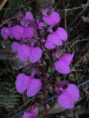 Comparettia macroplectron